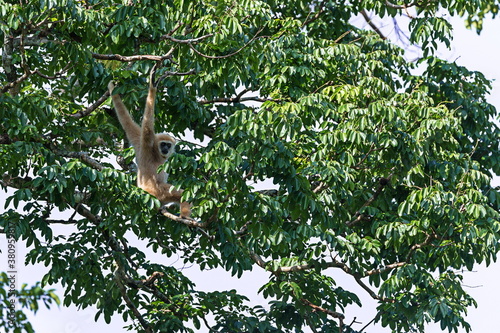 A Lar Gibbon (Hylobates lar) pauses to inspect an intruder into it's jungle.