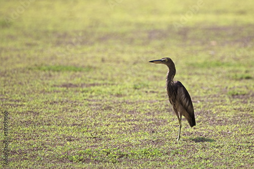 A bedragled Pond Heron (genus Ardeola) stands in a rice field waiting for it's plumage to dry.