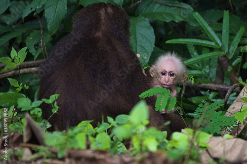 A Baby Stumptail Monkey ( Macaca Arctoides ) watches forlornly over its mother's shoulder.