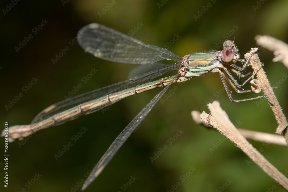 Dragonfly Emerald damselfly Lestes sponsa Dragonfly Emerald damselfly Lestes sponsa