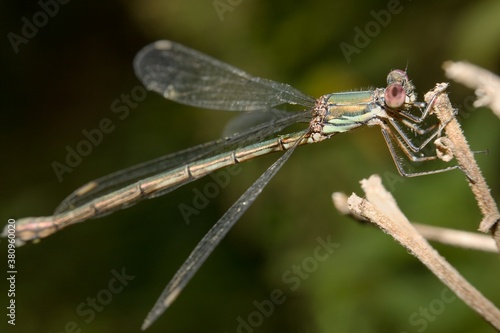 Dragonfly Emerald damselfly Lestes sponsa