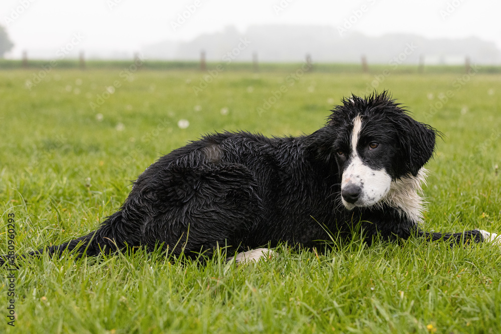 Border Collie Junghund liegt nass in der Wiese Border Collie Junghund liegt nass in der Wiese