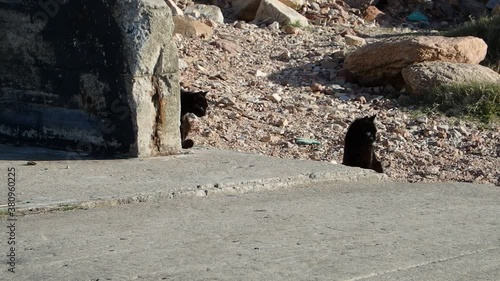 One of the two black cats, suddently notices it's being filmed. photo