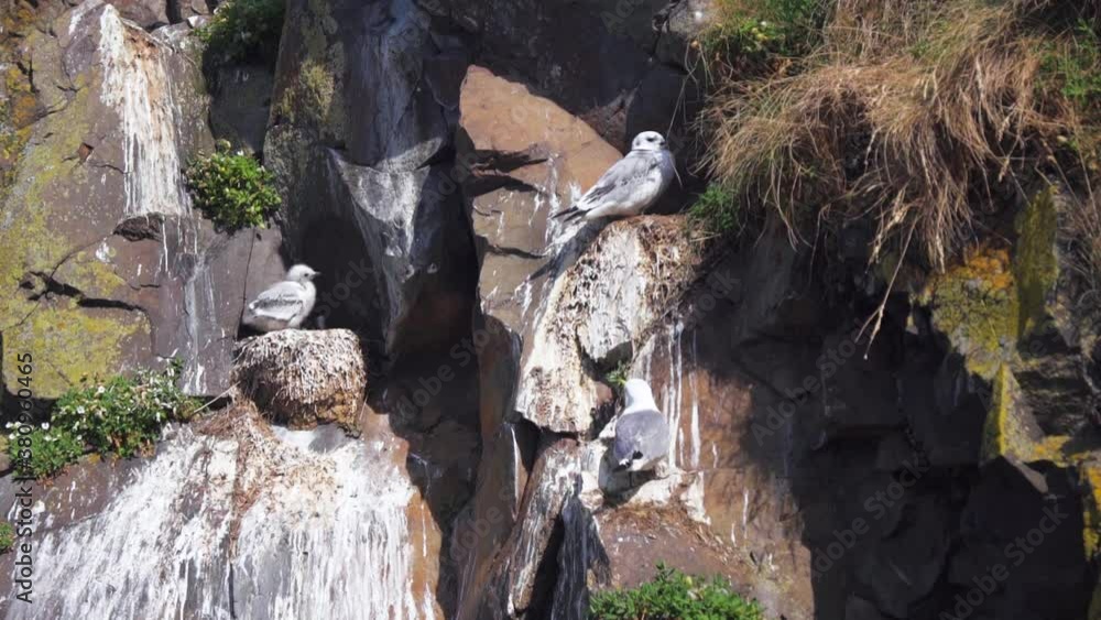 Family of Seagulls resting on rocks in Iceland Family of Seagulls resting on rocks in Iceland