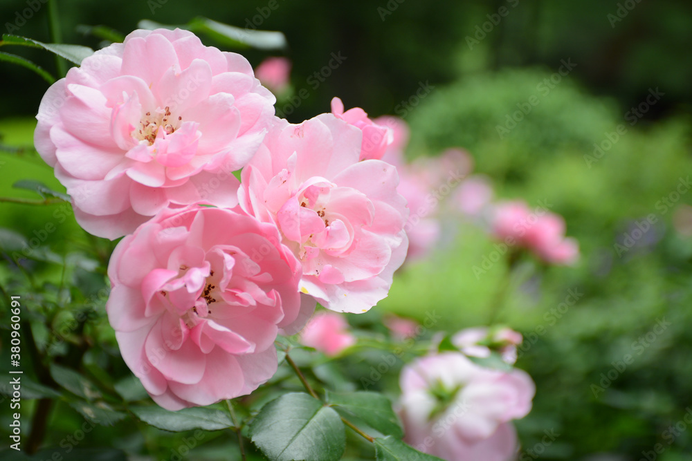 New York, NY, USA - June 5, 2019: Beautiful Shakespeare Garden in Central Park located in Manhatten New York, NY, USA - June 5, 2019: Beautiful Shakespeare Garden in Central Park located in Manhatten