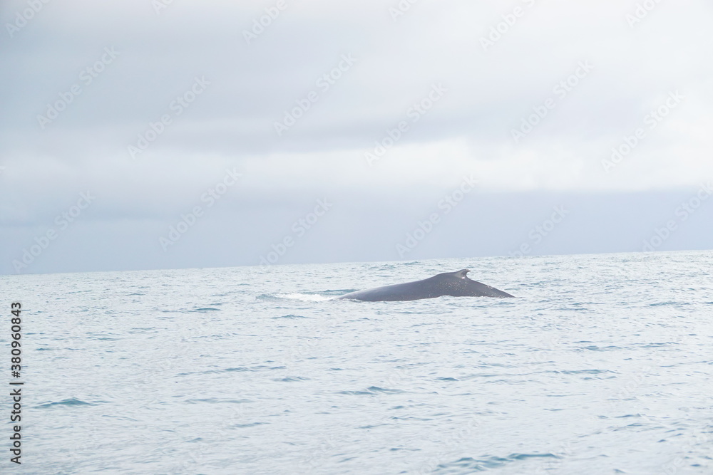Fototapeta premium hump back whale out of water 