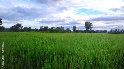 Green rice plants against the blue sky