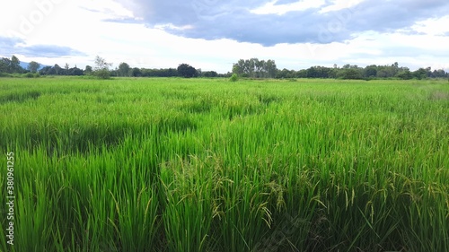 Green rice plants against the blue sky