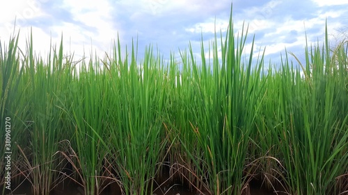 Green rice plants against the blue sky