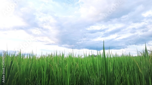 Green rice plants against the blue sky