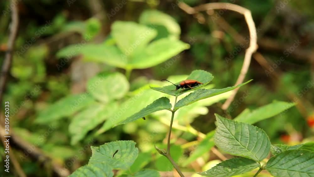 Orange cardinal beetle (Pyrochroa coccinea) in the forest Orange cardinal beetle (Pyrochroa coccinea) in the forest