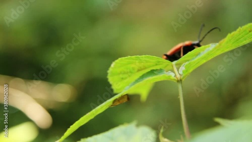 Orange cardinal beetle (Pyrochroa coccinea) on the leaf in the forest photo