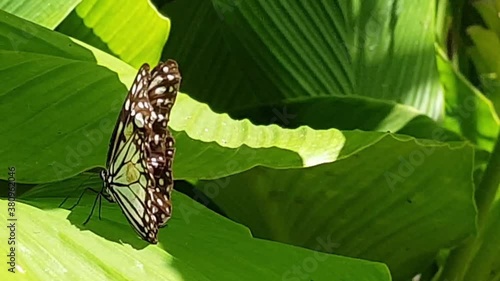 A Monarch Butterfly, scientific name Danaus Plexippus, suns itself on a banana leaf in Dalumpinas, Philippines