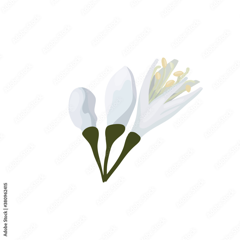 Vector illustration isolate on a white background three buds of coffee tree flowers in a cartoon style. Delicate white petals of a coffee flower.