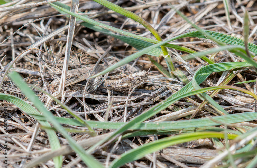 Brownspotted grasshopper (Psoloessa delicatula) 5th Instar Perched on the Ground Camouflaged in Dried Vegetation