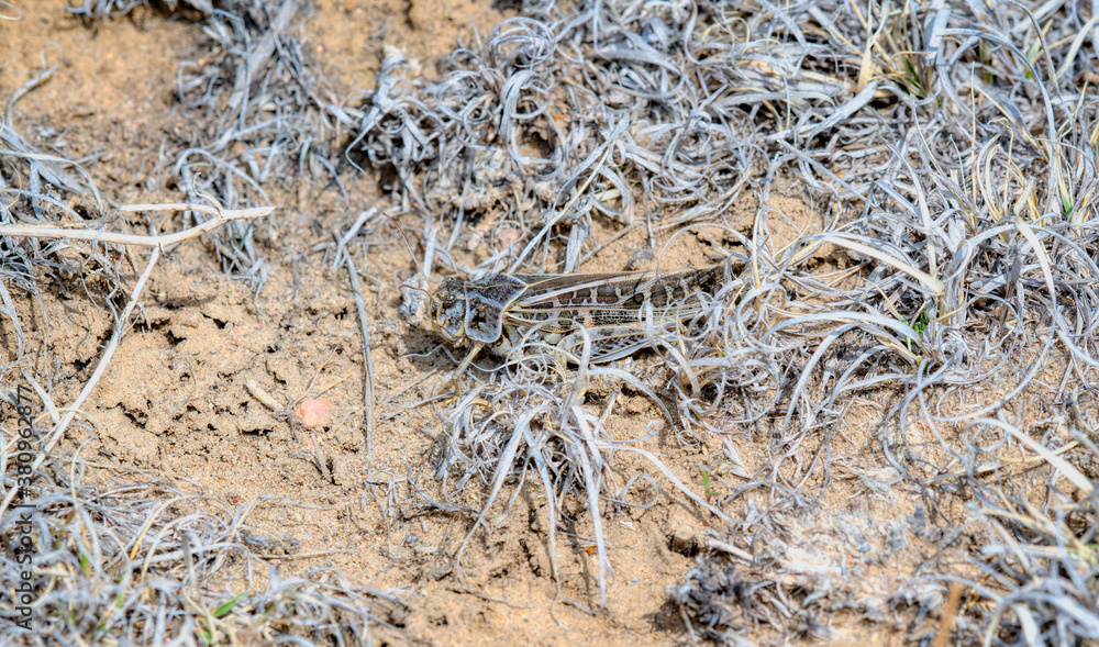 Red-shanked Grasshopper (Xanthippus corallipes) Perched on the Ground on Dirt and Dried Vegetation Red-shanked Grasshopper (Xanthippus corallipes) Perched on the Ground on Dirt and Dried Vegetation