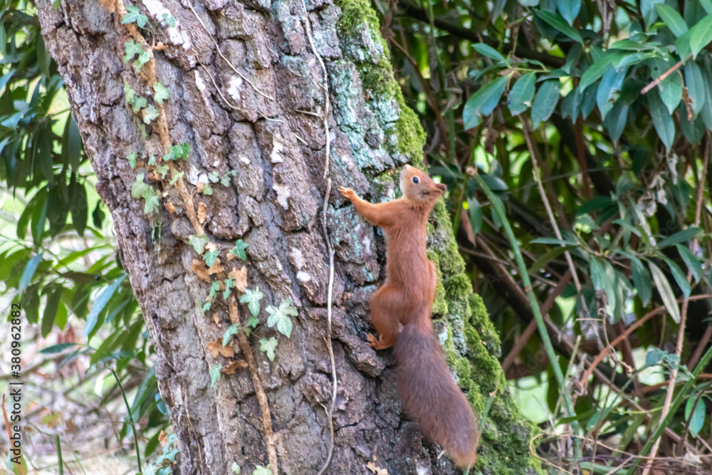Red eurasian squirrel climbing on a tree in the sunshine searching for food like nuts and seeds in a forest attentive looking for predators and others red squirrels for mating and pairing in summer