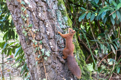 Red eurasian squirrel climbing on a tree in the sunshine searching for food like nuts and seeds in a forest attentive looking for predators and others red squirrels for mating and pairing in summer © sunakri