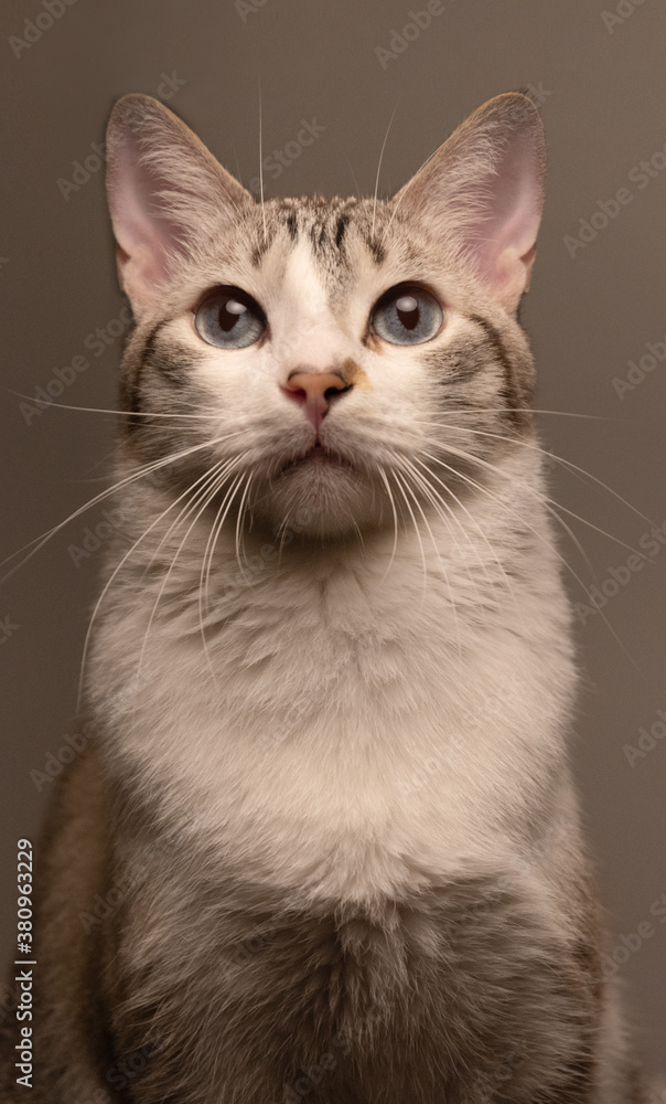 Portrait of short hair Cat, front view portrait, elegant cat