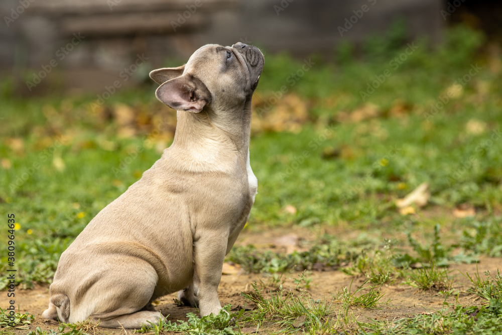 Light French bulldog puppy on the grass