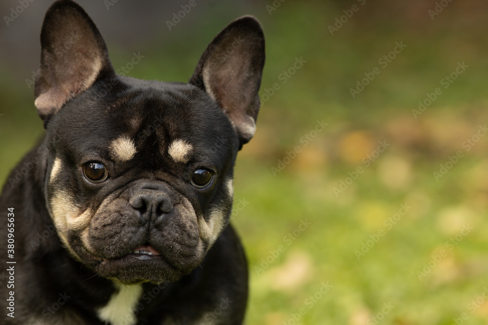 Portrait of a black and tan French bulldog