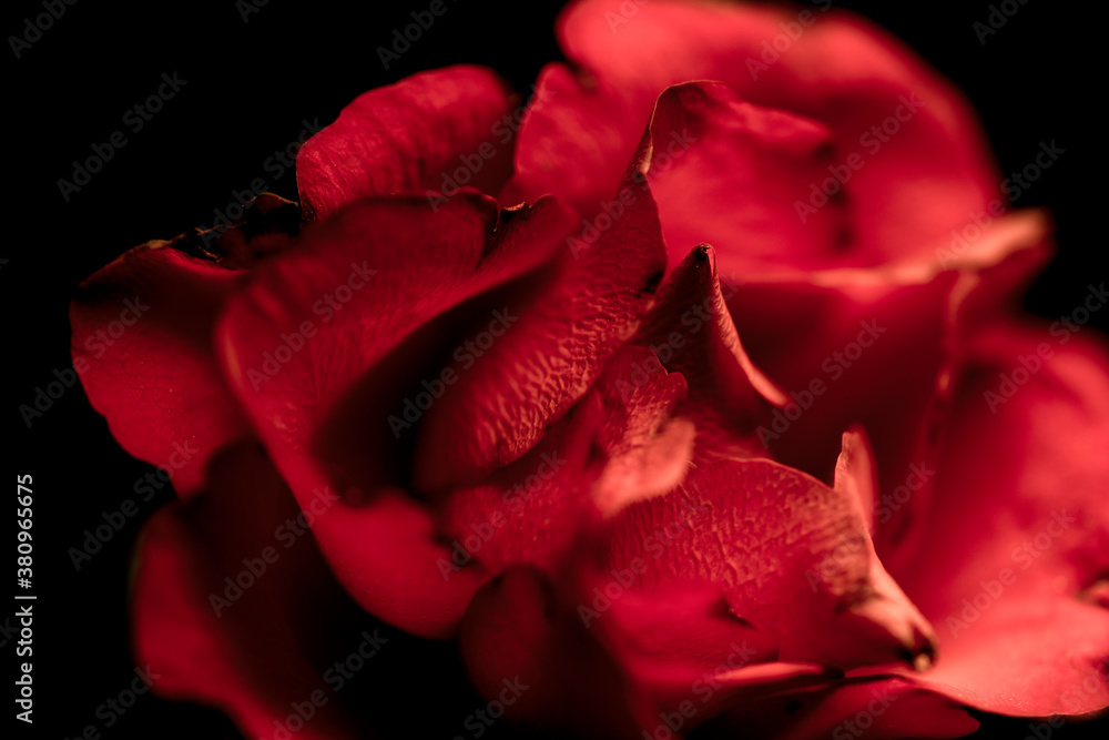 red rose petals red rose petals