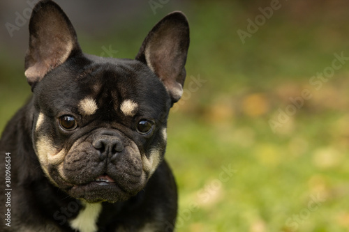 Portrait of a black and tan French bulldog © Татьяна Севостьянова