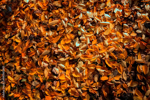 Autumn background. Golden fallen leaves in the sun.