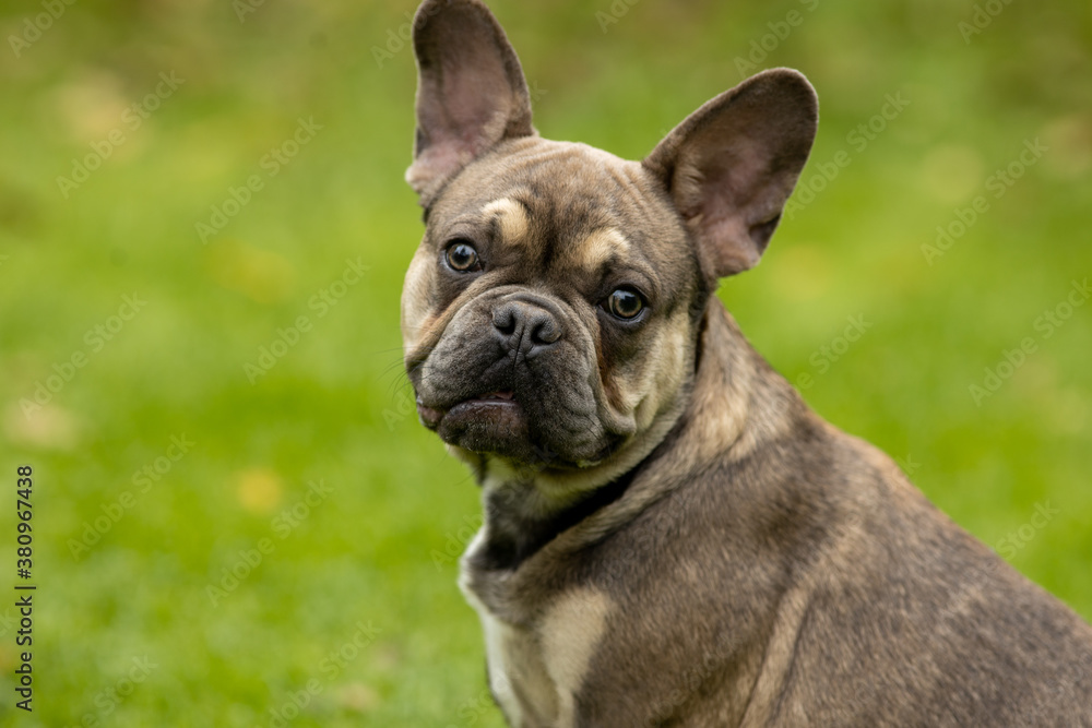 The puppy French bulldog sable color