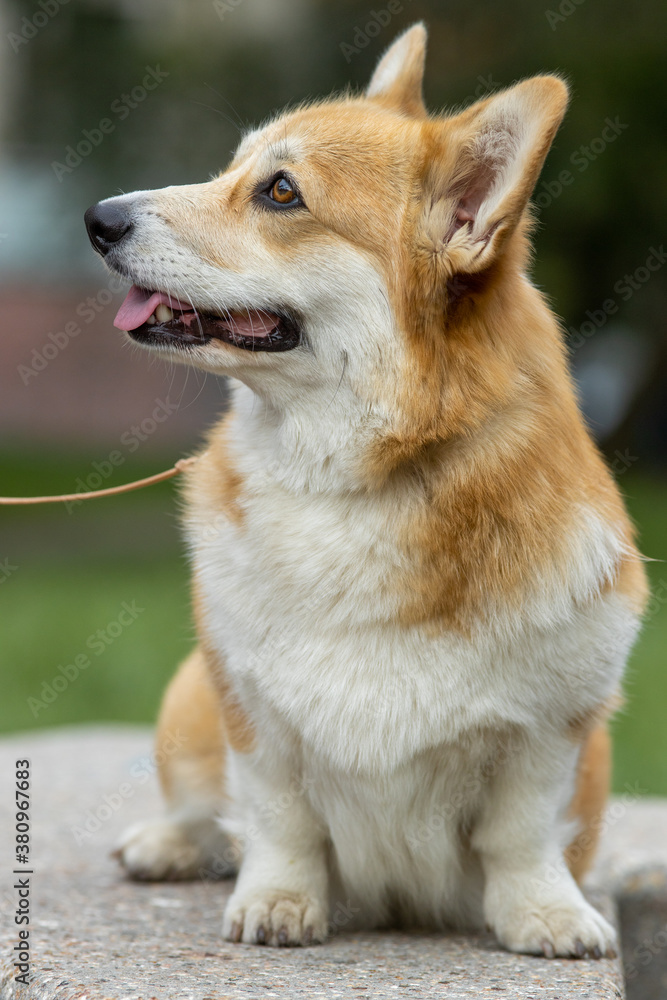 Dogs a breed of Corgi sitting on a rock
