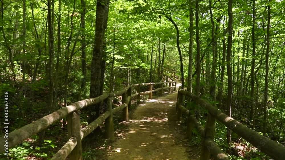 Nature path in green forest with wooden hand railing amongst the trees. Nature path in green forest with wooden hand railing amongst the trees.