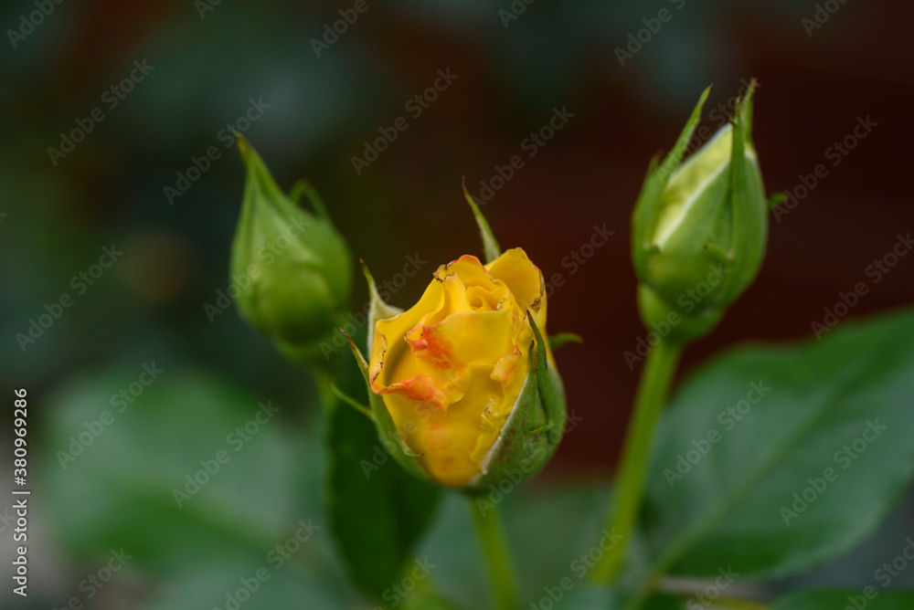 Rosenknospen gelb m Detail vor dem 'Aufblühen Rosenknospen gelb m Detail vor dem 'Aufblühen