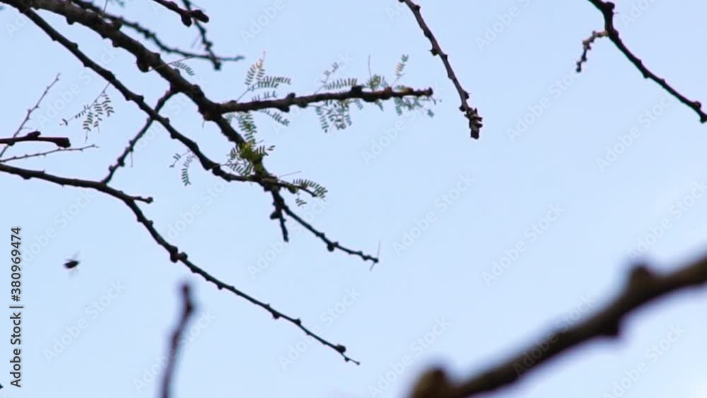 An insect flies in and out of shot close to some tree branches An insect flies in and out of shot close to some tree branches