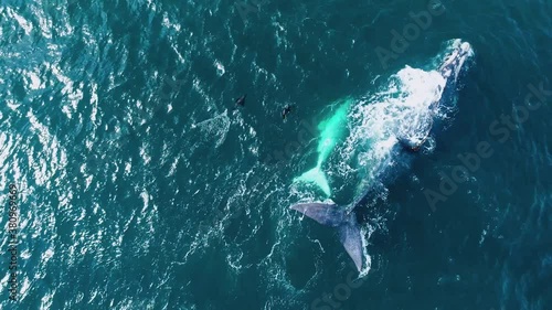 Aerial footage of white Southern Right whale calf & mother floating with 2 seals playing around them, Hermanus, South Africa photo