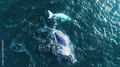 Aerial of white Southern Right calf relaxing with mom in swell, Hermanus, South Africa photo