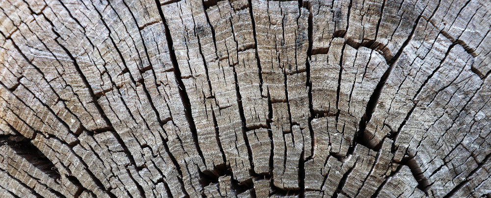 Fototapeta premium Old cracked wood slice background