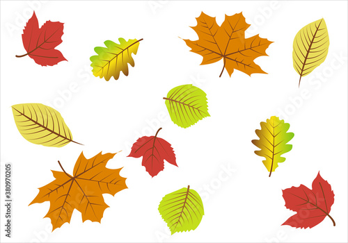 Estampado de hojas de otoño variadas sobre fondo blanco
