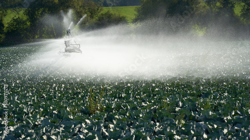 Agricultural irrigation of white cabbage. Germany, Filderstadt. photo