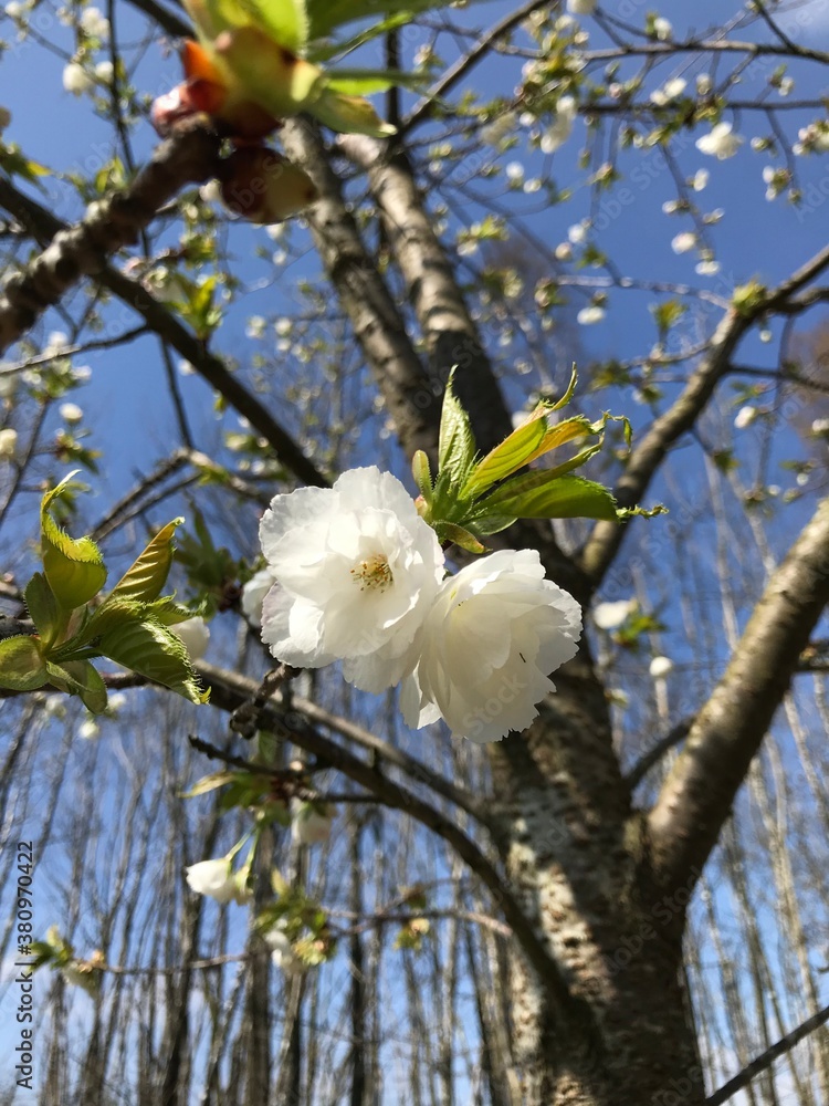 tree blossom