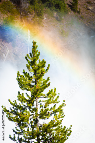 Rainbow, Waterfall and Pine Tree