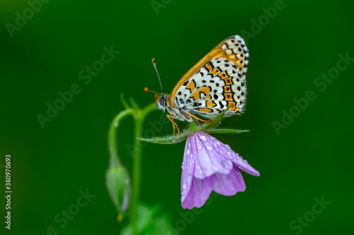 Macro shots  Beautiful nature scene. Closeup beautiful butterfly sitting on the flower in a summer garden.  