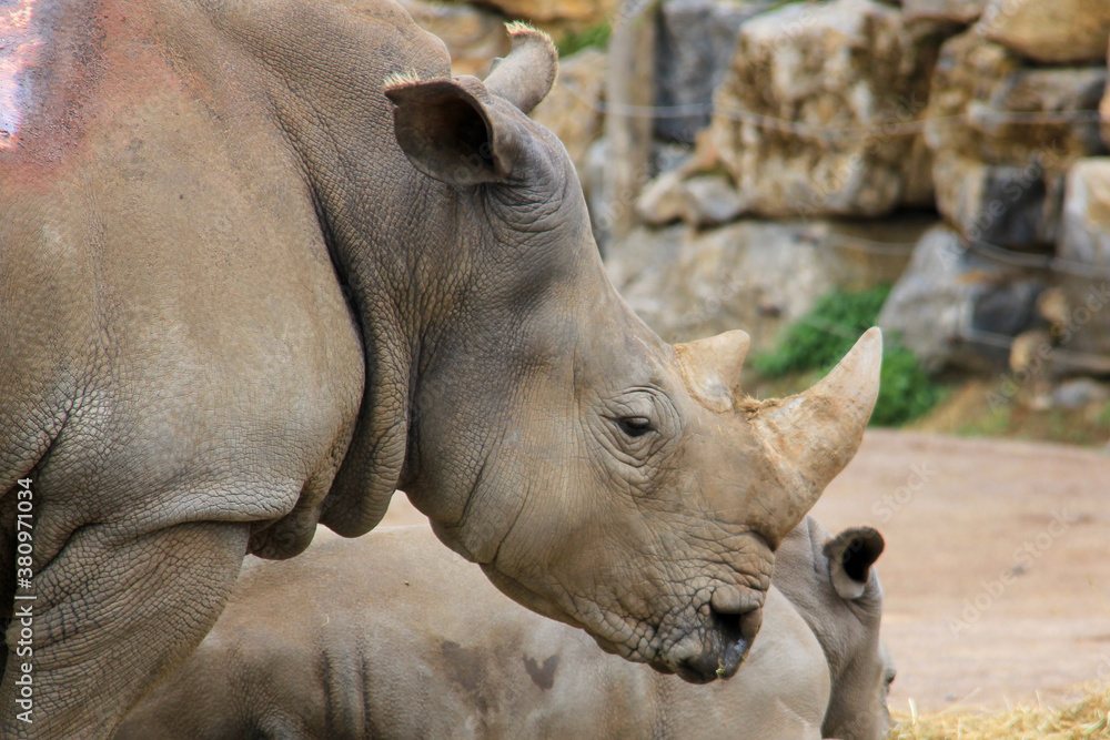 Naklejka premium Rhinoceros