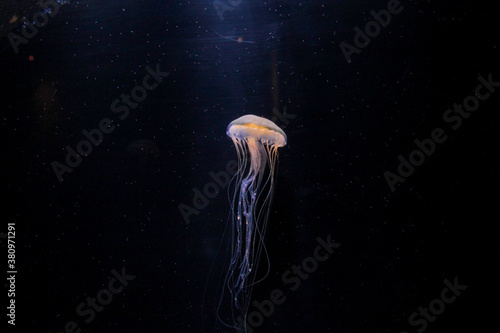 jellyfish in aquarium