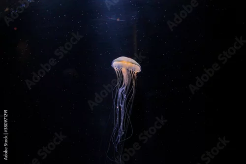 Fototapeta na wymiar jellyfish in aquarium