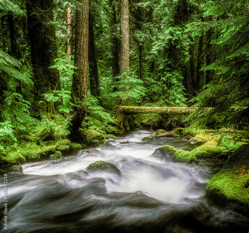 Pamilia Creek in the Willamette national Forest, near Idana, Oregon Stock  Photo | Adobe Stock