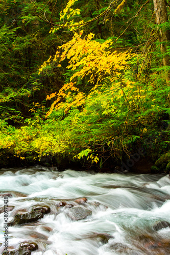 Pamilia Creek in the fall season with vine maple trees and also with coilorful leaves on the shore and rocks. photo