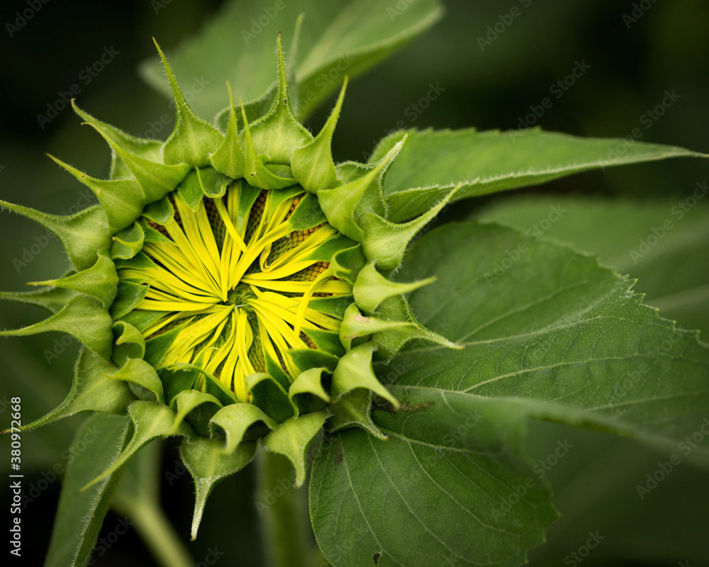 A sunflower bud about to bloom A sunflower bud about to bloom