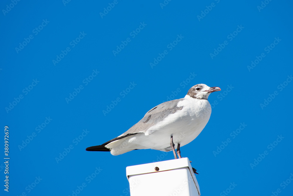 Obraz premium A Seagull Standing on a White Post With a Solid Blue Background