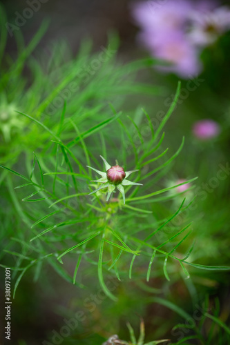 Flower bud surrounded by pointy green leaves out of focus