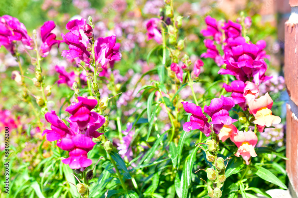 Yellow red Snapdragon flowers in green in summer Yellow red Snapdragon flowers in green in summer